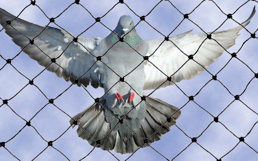 Bird netting installed across a building balcony