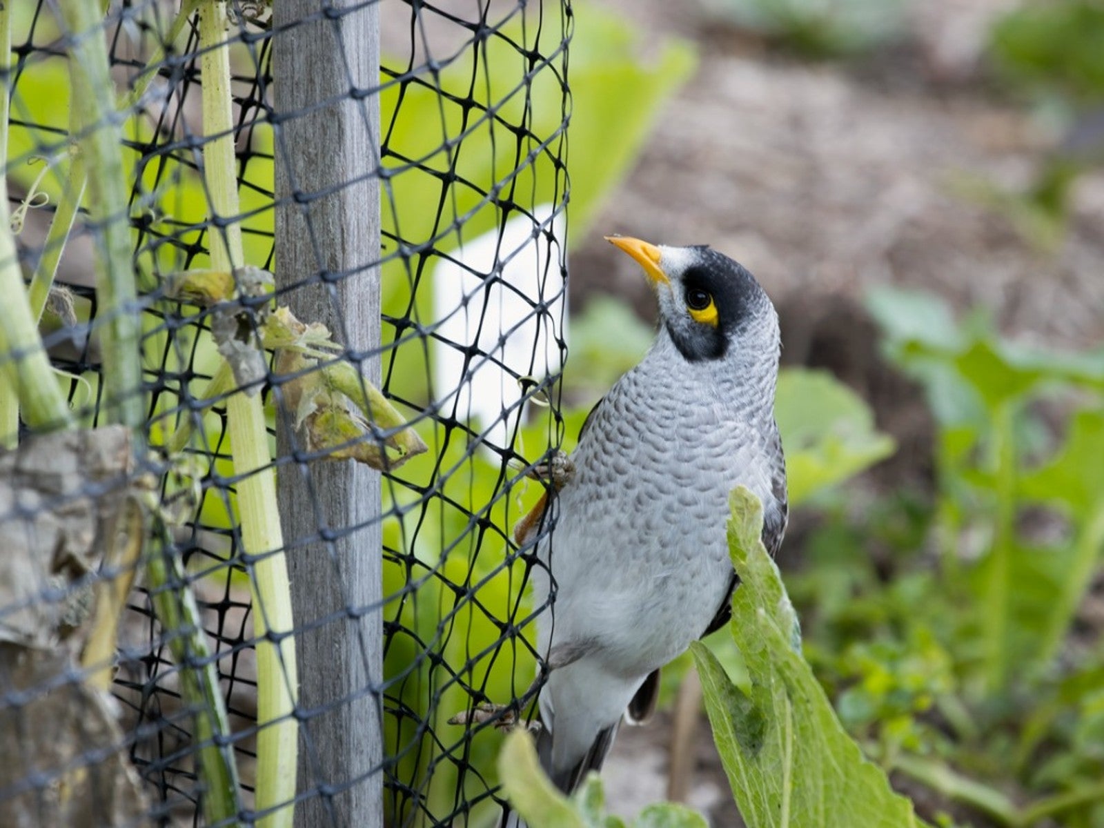 Technician installing bird netting on a balcony
